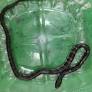 Rescued snake safely secured in ventilated transport container
